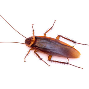 American Cockroach Cockroach Pest Control Service at best price in Mumbai & Thane