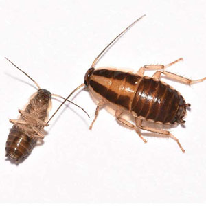 German Cockroach