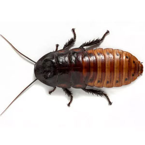 Madagascar Hissing Cockroach