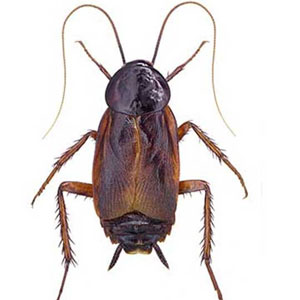 Oriental Cockroach