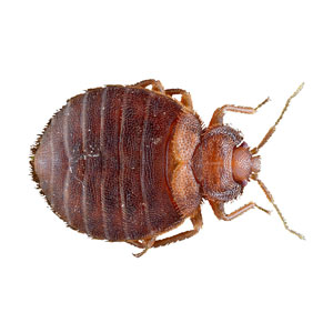 Adult Bed Bug