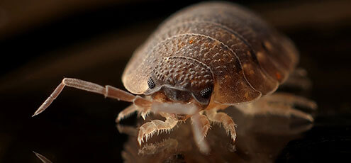 Bed Bug Control Best Pest Control Services In Ghatkopar Mumbai Safe & Effective, AEGISCare.in offers pest-free guaranteed control & eco-friendly services...