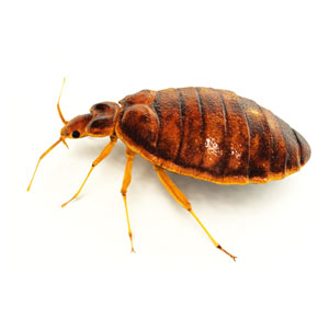 Bed Bugs #1 Bed Bugs Control Service in Mumbai - Control & Removal Get rid of bed bugs in Mumbai with the help of an AEGIS's Home aegiscare.in