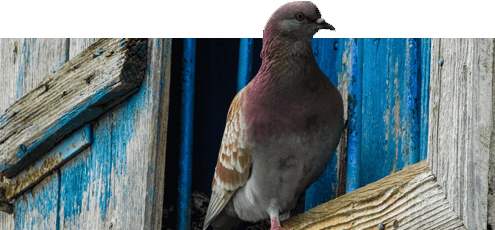 Bird Control Mumbai