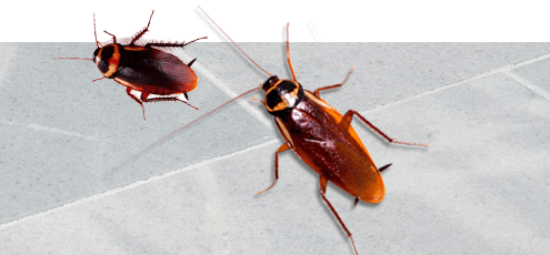 Cockroach Control Best Pest Control Services In Ghatkopar Mumbai Safe & Effective, AEGISCare.in offers pest-free guaranteed control & eco-friendly services...