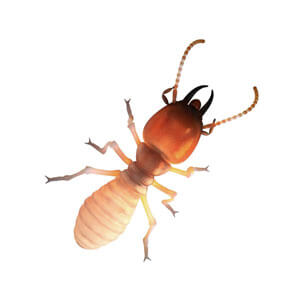 Dampwood Termite Termite Control Services Near Me in Mumbai, Navi Mumbai Thane - Book for anti-termite treatment, and white ants control in Mumbai and get rid