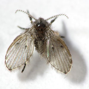 Drain Fly Treatment