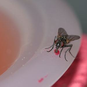 Fly Control