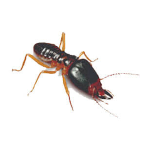 Formosan Termite