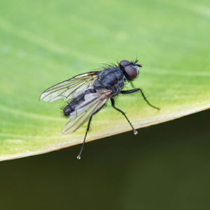 Fruit Fly Control