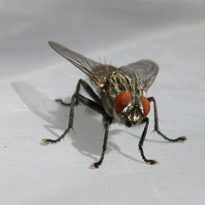 House Fly Control
