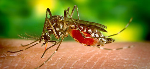 Mosquito Control Best Pest Control Services In Ghatkopar Mumbai Safe & Effective, AEGISCare.in offers pest-free guaranteed control & eco-friendly services...