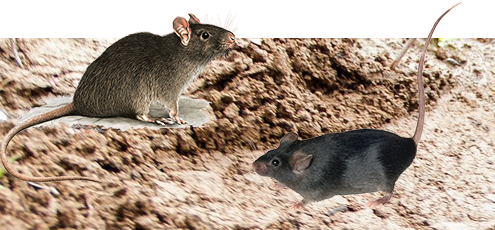 Rat Control