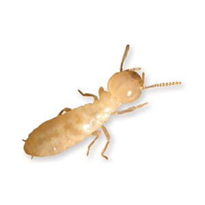 Subterranean Termite