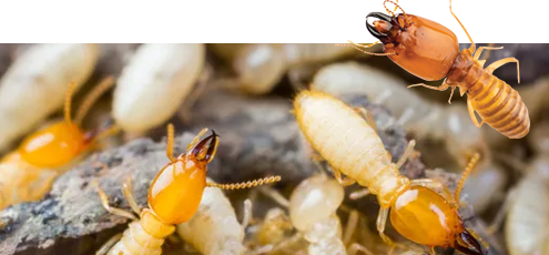 Termite Control