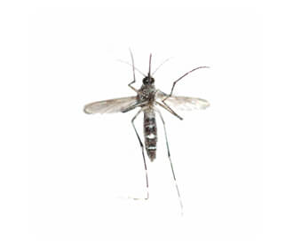 Aedes Mosquito