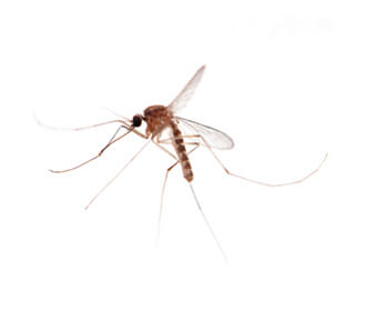 Culex Mosquito Mosquito Control treatment for residential and commercial properties in Mumbai. Learn more about AEGIS Care pest services or Call 9819 893 916