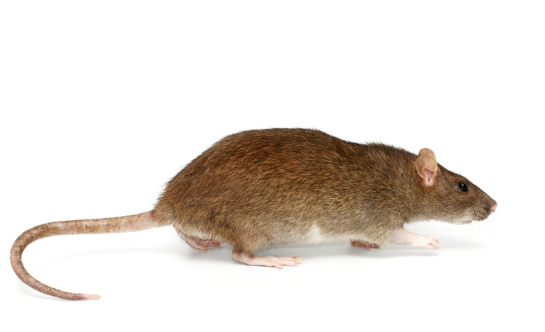 Rat Control in Mumbai - Rodent Pest Control Mumbai - AEGISCare can help to avoid getting rid of rats in your Home, Society, or Commercial