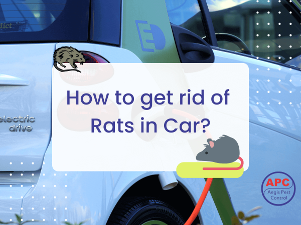 rats in car
